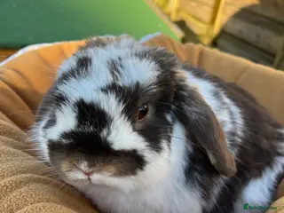 Mini Lop rabbits Gorgeous chocolate butterfly buck - Advert 8