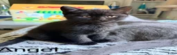 British Shorthair cats for sale: Gorgeous black BSH kittens available.  - Advert 17