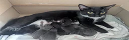 Mixed Breed cats for sale: 💕🐾Beautiful Kittens – Loving Family Home🐾💕 in Gillingham - Advert 11
