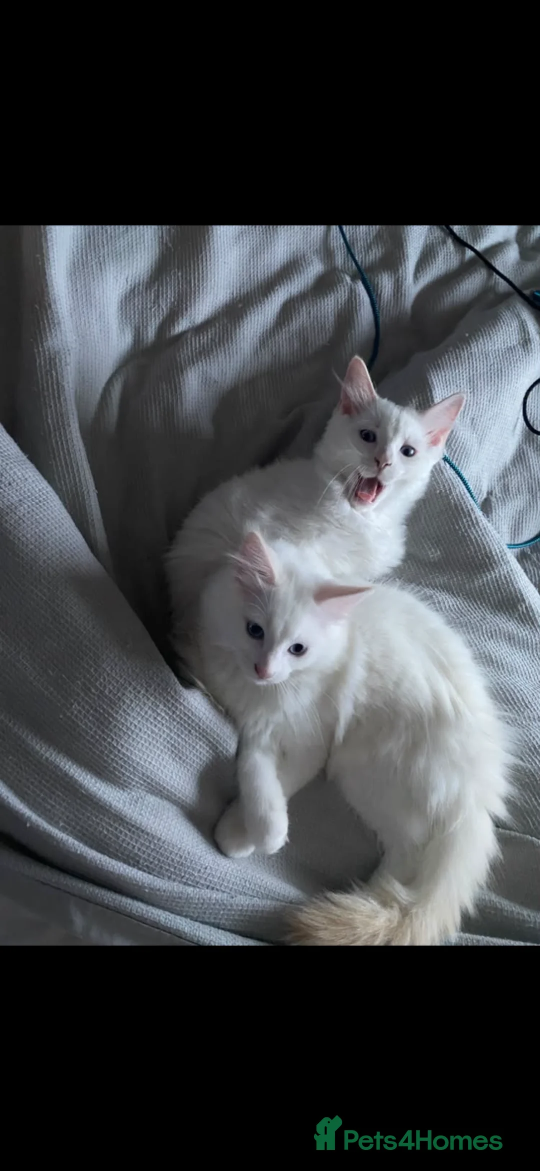 Ragdoll cats for sale: Flame point Ragdoll kittens  in Teignmouth - Advert 2