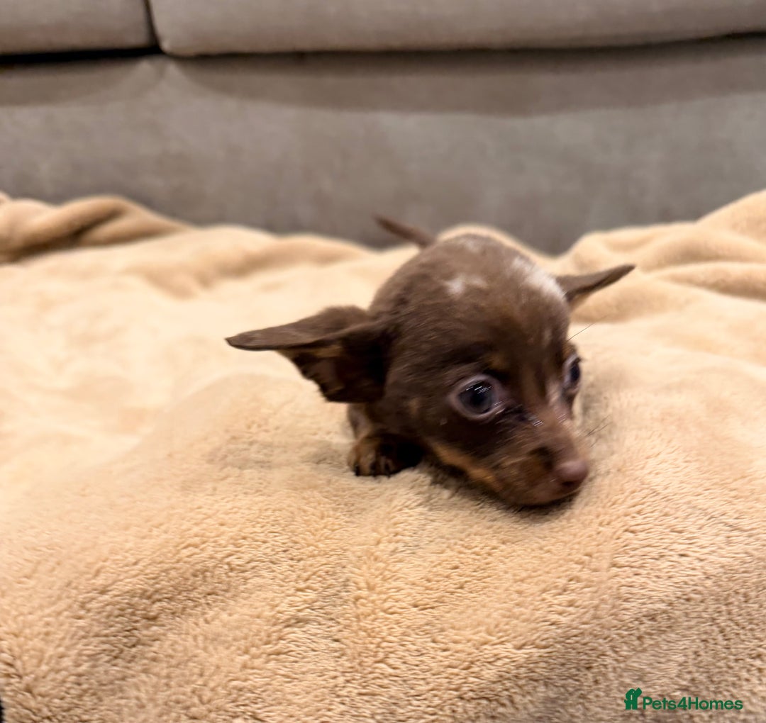 Mixed Breed dogs for sale: Mini Dachshund–Pomchi Pups - Advert 3