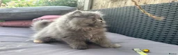 Persian cats for sale: 6th Generation pedigree Persian Kittens - Last boy - Advert 1
