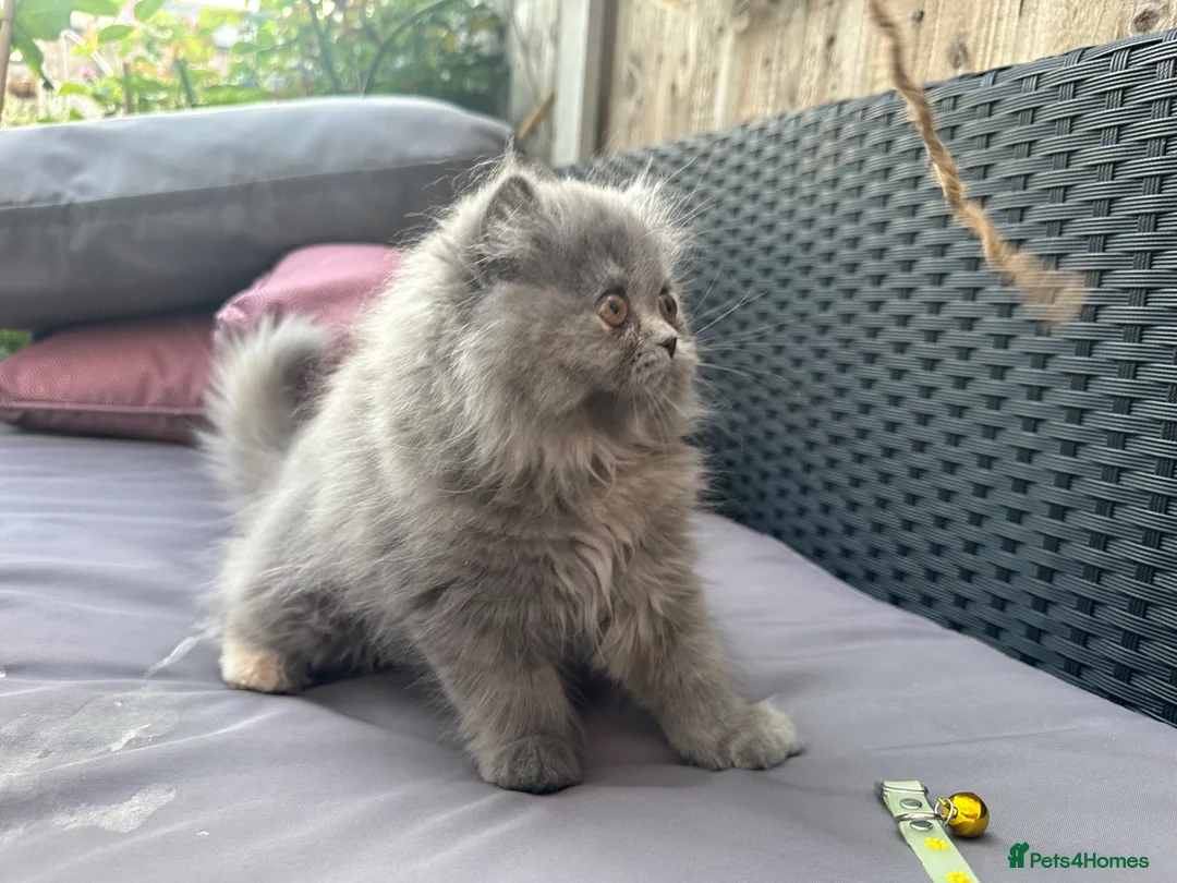 Persian cats for sale: 6th Generation pedigree Persian Kittens - Last boy - Advert 1