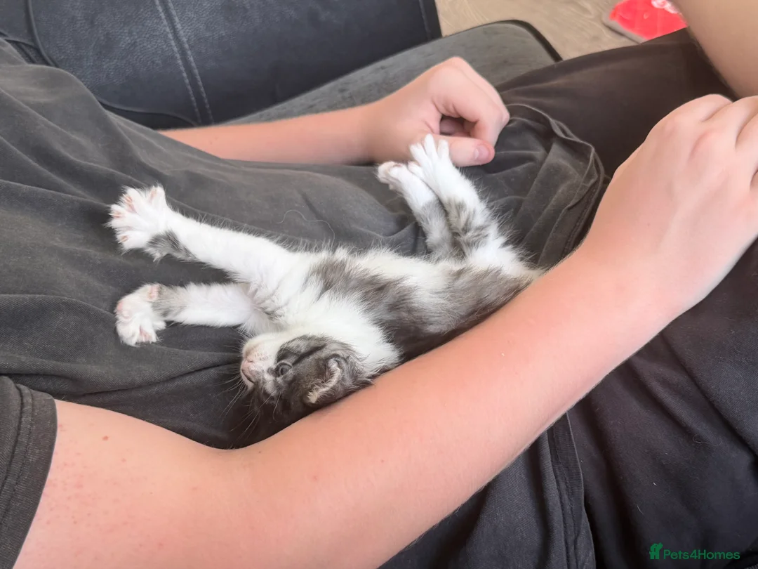 Maine Coon cats for sale: 3 perfect 100% Main coon baby kittens DNA PARENTS - Advert 2