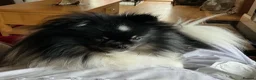 Pomeranian dogs for sale: True Tiny pomeranians teddy bear faced*ready now * - Advert 19
