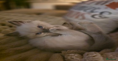 Ragdoll cats - Advert 3