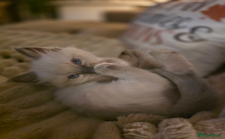 Ragdoll cats - Advert 10