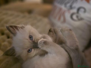 Ragdoll cats - Advert 5