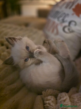 Ragdoll cats - Advert 13
