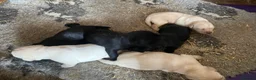 Labrador Retriever dogs for sale: Labrador puppies KC reg Health tested - Advert 3