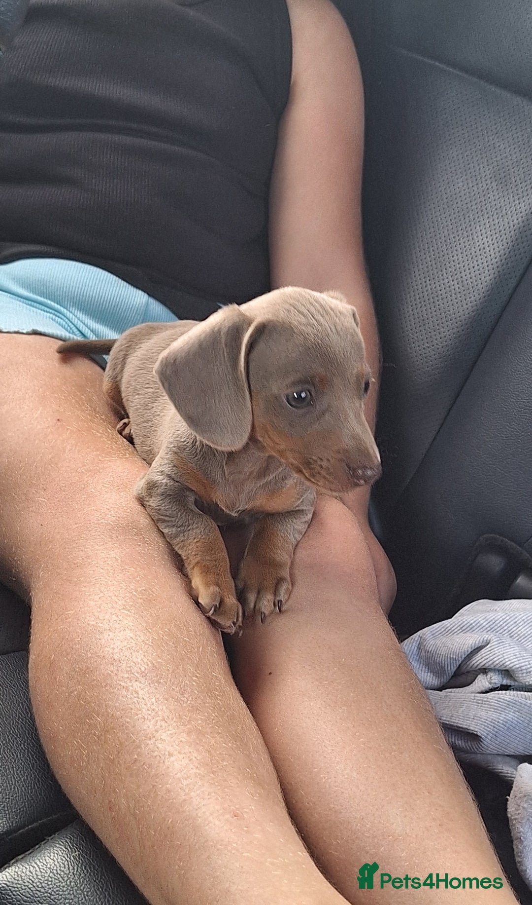 Miniature Dachshund dogs for sale: Healthy dachshunds last boy  - Image 2