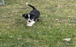 Border Collie dogs for sale: Excellent litter of border collie puppies for sale in Witney - Image 6