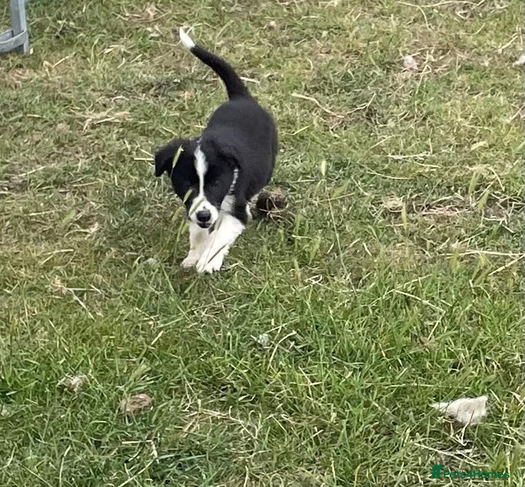 Border Collie dogs for sale: Excellent litter of border collie puppies for sale in Witney - Image 6