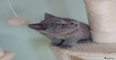 British Shorthair cats - Advert 12