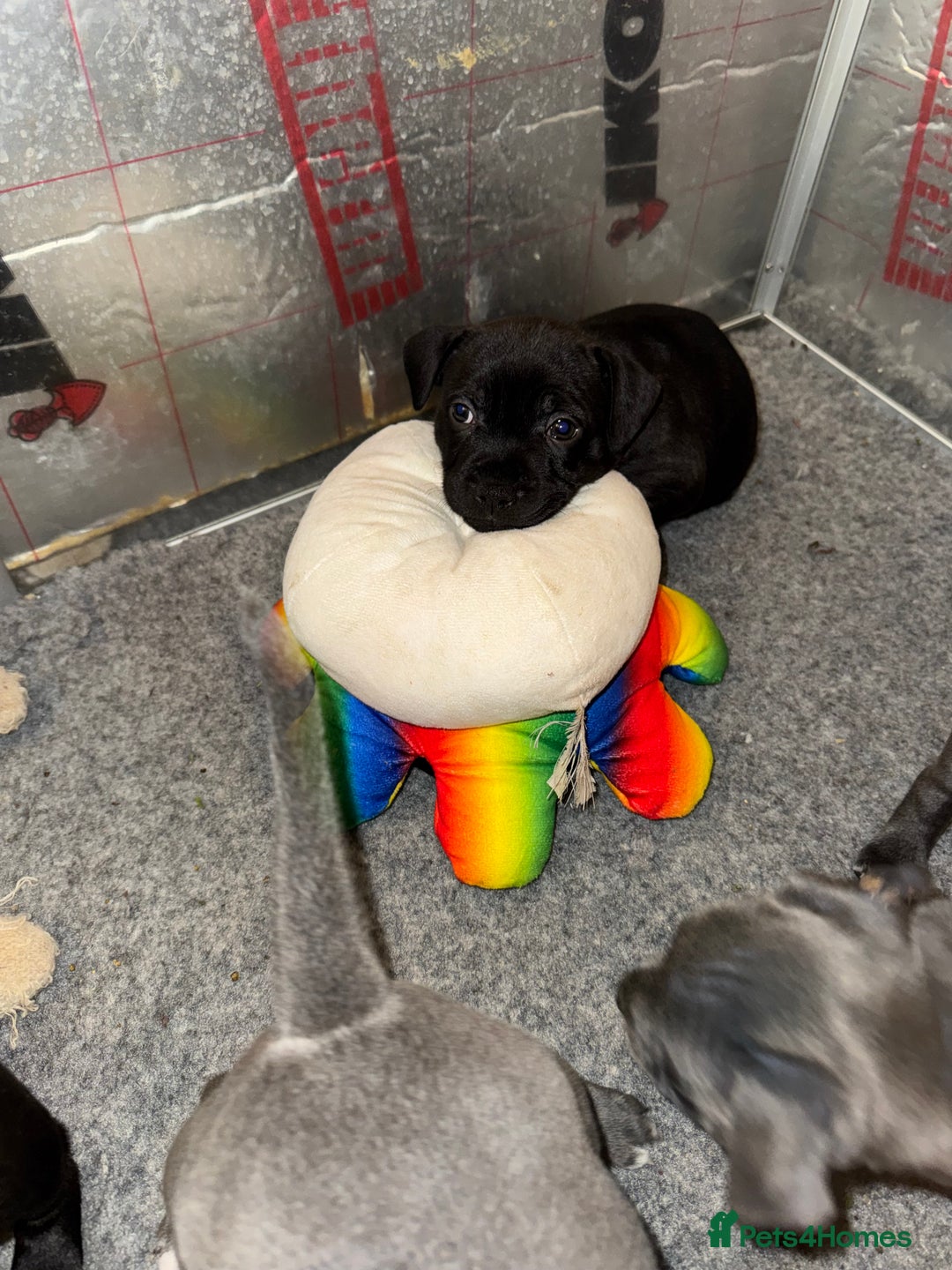 Staffordshire Bull Terrier dogs for sale: KC reg. Staffordshire bull terrier puppies - Advert 11