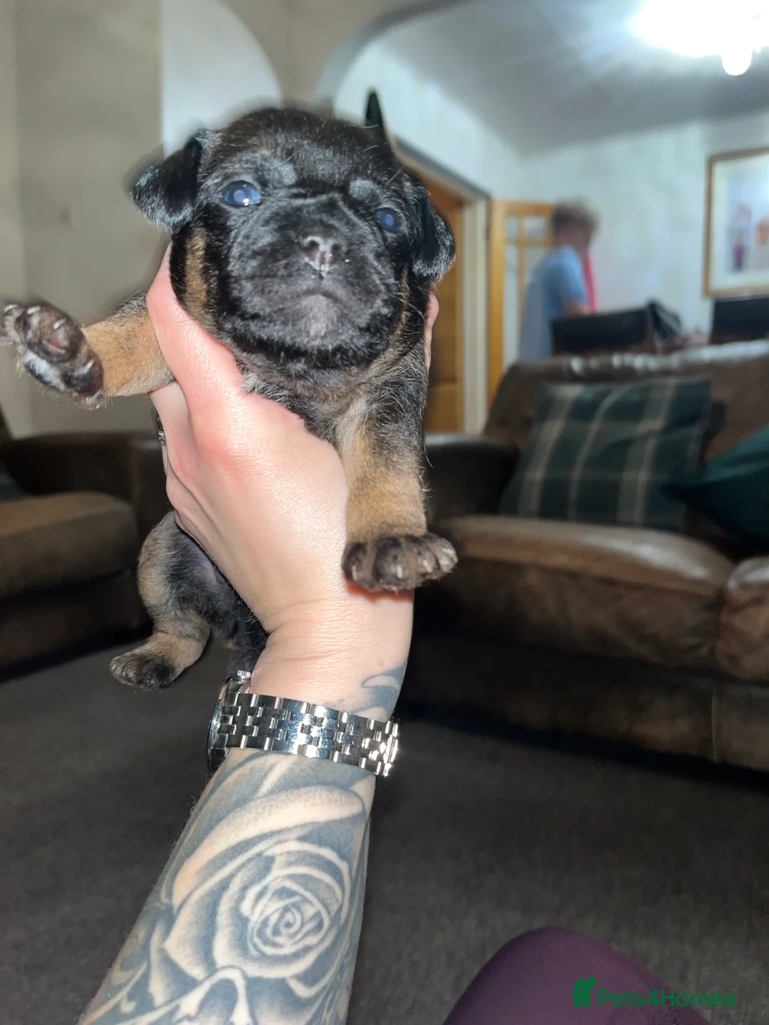 Border Terrier dogs for sale: Pedigree border terrier puppies - Advert 6