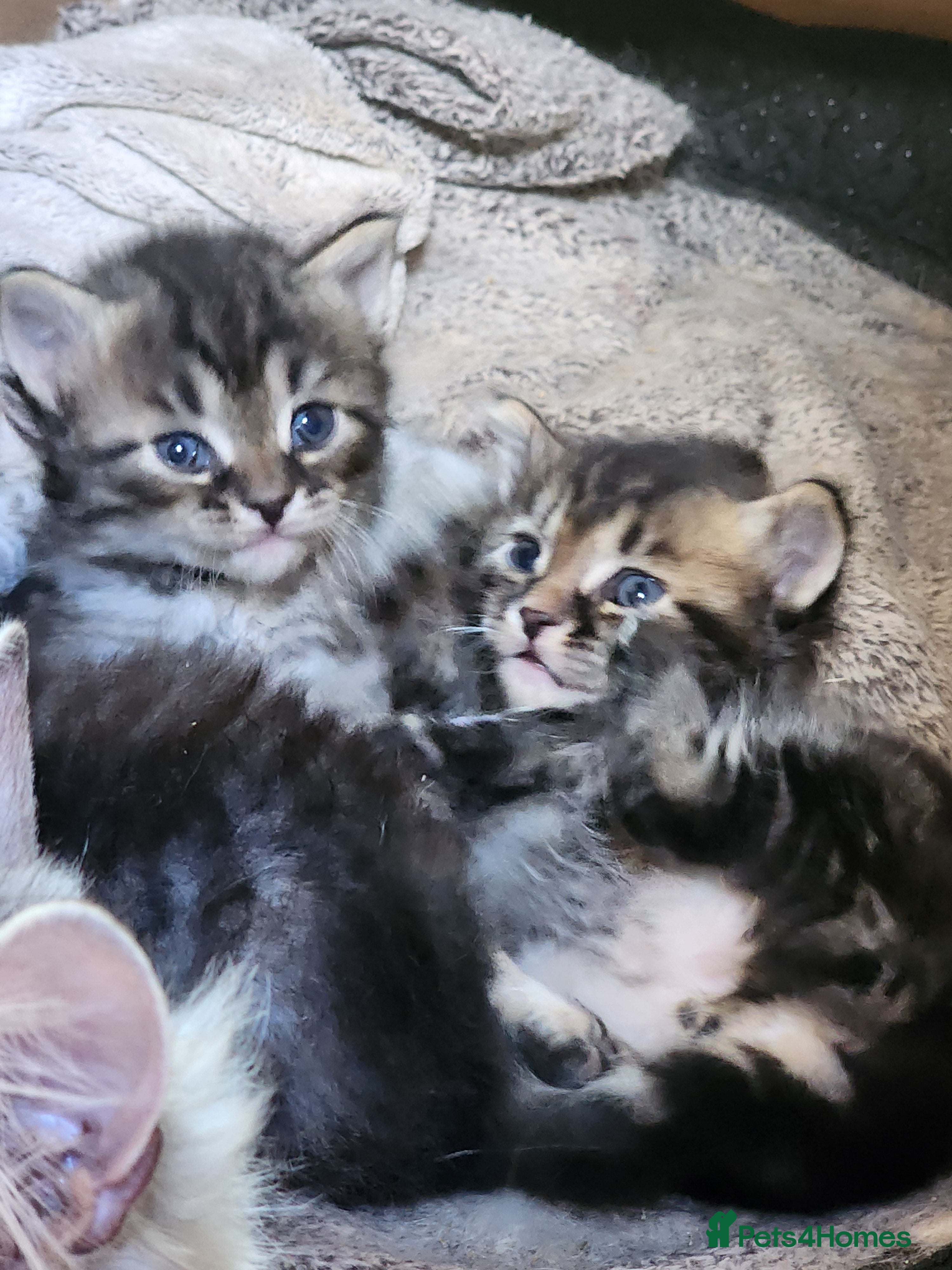 Siberian cats Traditional pure Siberian kittens, TICA reg - Advert 2