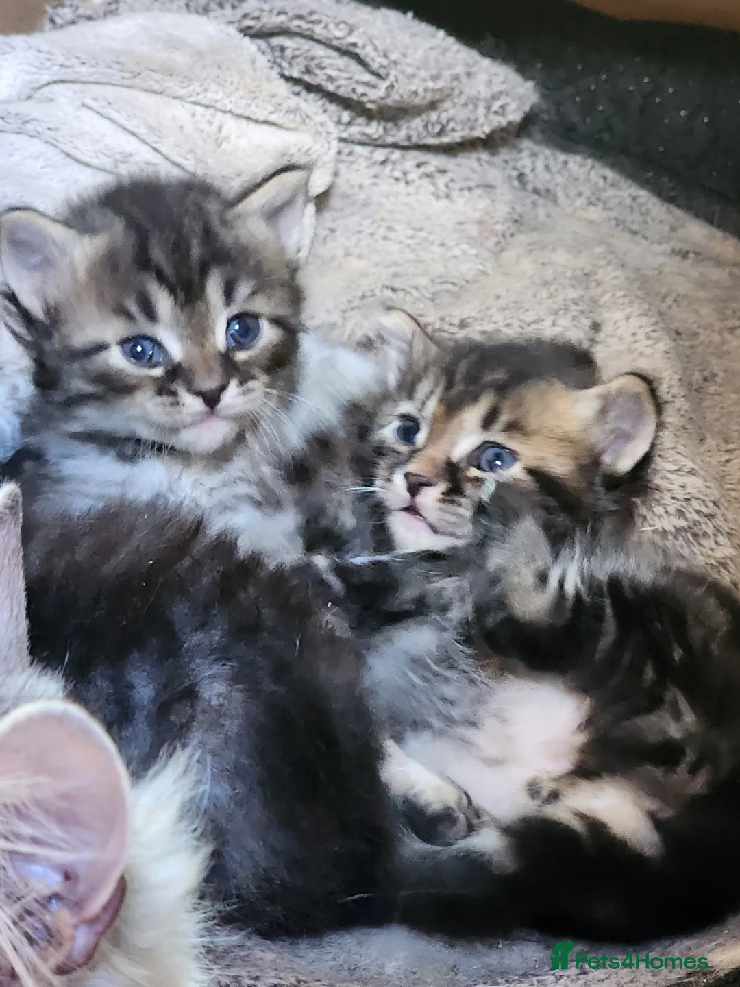 Siberian cats for sale: Traditional pure Siberian kittens, TICA reg - Advert 2