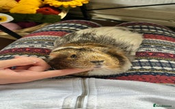 Guinea Pig rodents for sale: 1 Female Guinea Pig - Image 4
