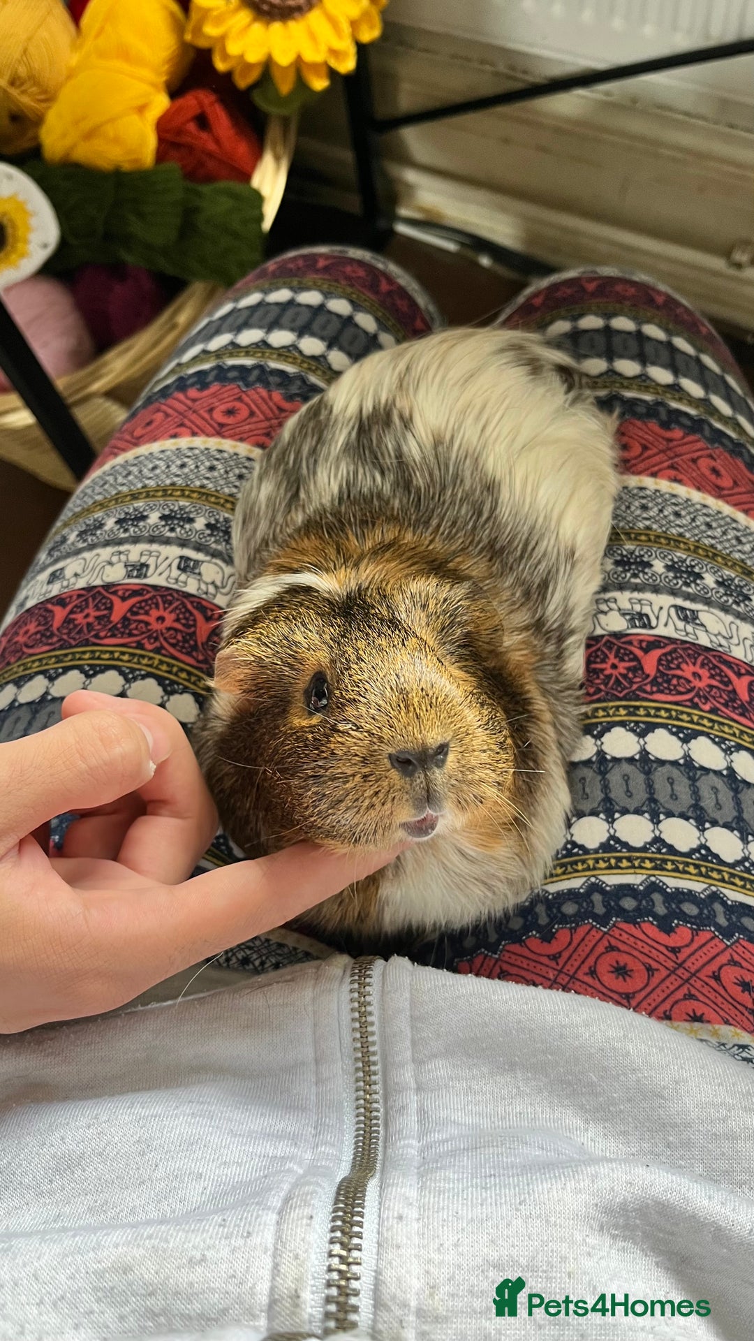 Guinea Pig rodents for sale: 1 Female Guinea Pig - Image 4