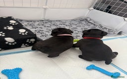 French Bulldog dogs for sale: French bulldog puppies looking for loving homes  - Image 16