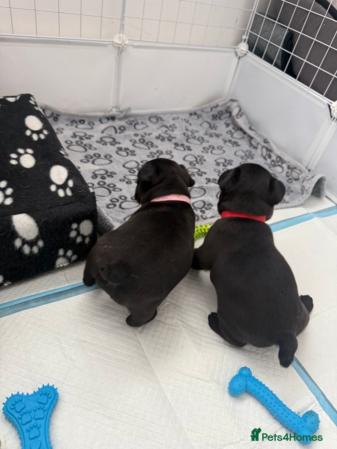 French Bulldog dogs for sale: French bulldog puppies looking for loving homes  - Image 16