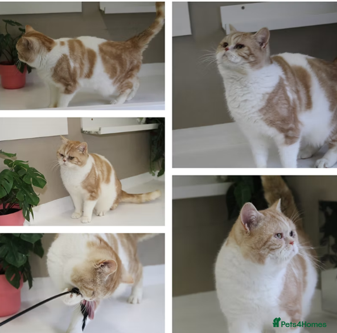 British Shorthair cats for sale: Little Man Waiting For His Forever Home! So Cuddly - Image 8
