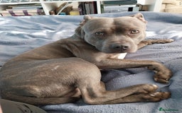 Staffordshire Bull Terrier dogs for sale: Handsome Axel - Image 2