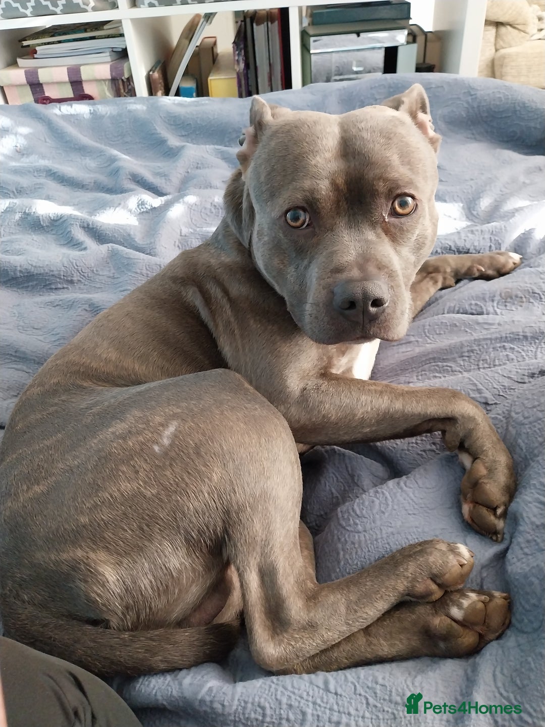 Staffordshire Bull Terrier dogs for sale: Handsome Axel - Image 2