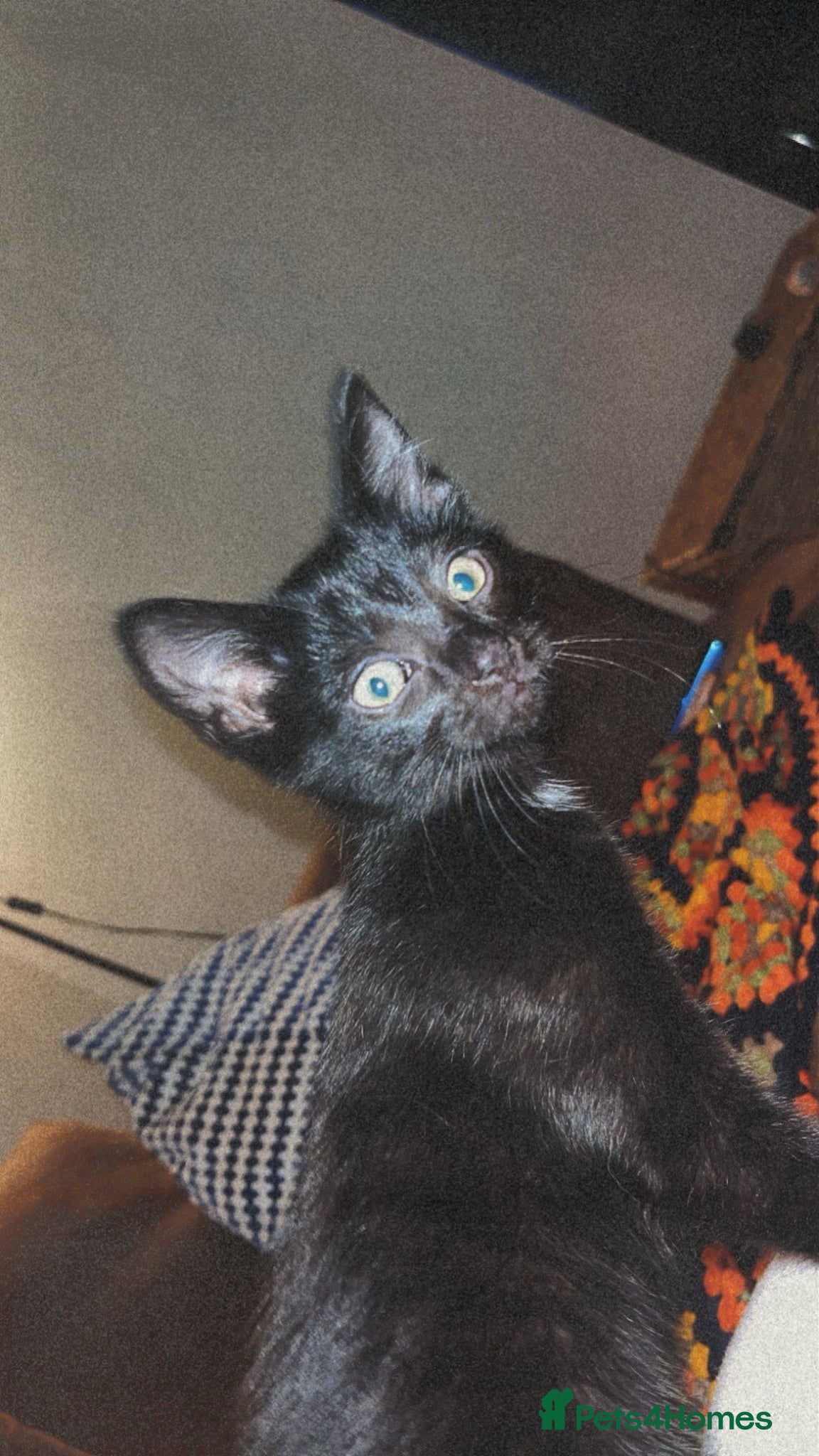 Domestic Shorthair cats Treacle & Pudding - Advert 17