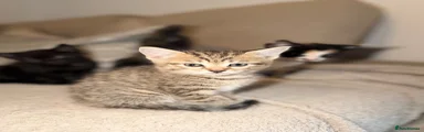 Domestic Shorthair 4