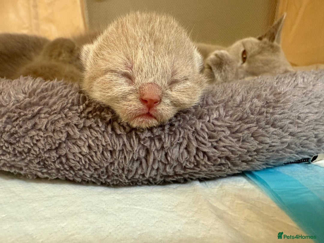 British Shorthair cats for sale: Lilac Brithish Shorthair  - Image 2