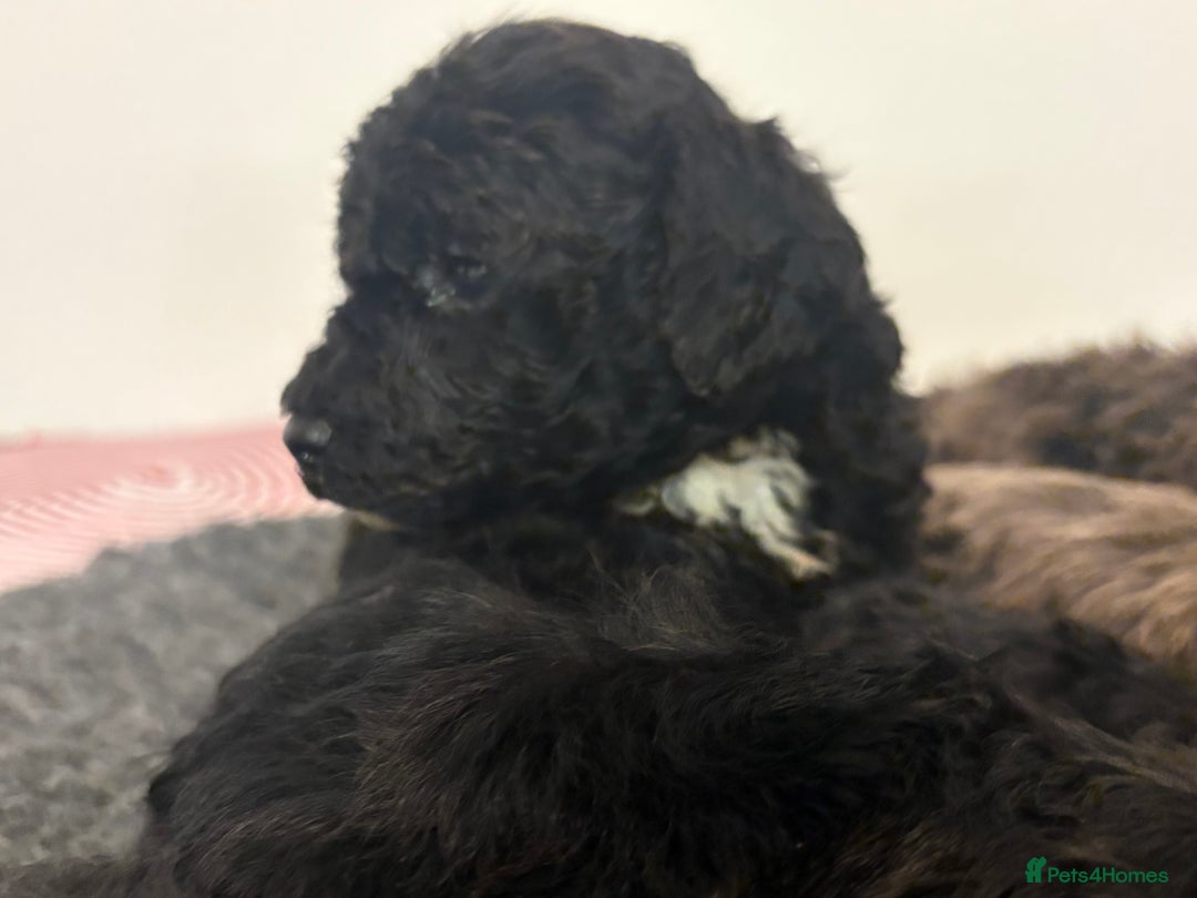 Cavapoochon dogs for sale: Rare Cavapoochons Home Raised PRA clear - Advert 31