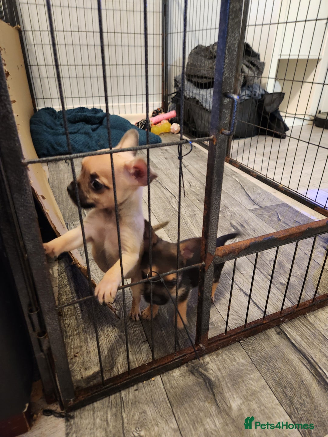 Mixed Breed dogs for sale: Frenchi yorkie pom - Image 5