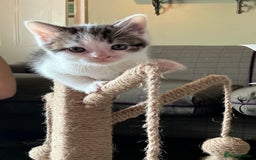 British Shorthair cats for sale: 4 male british short haired x kittens - Image 2