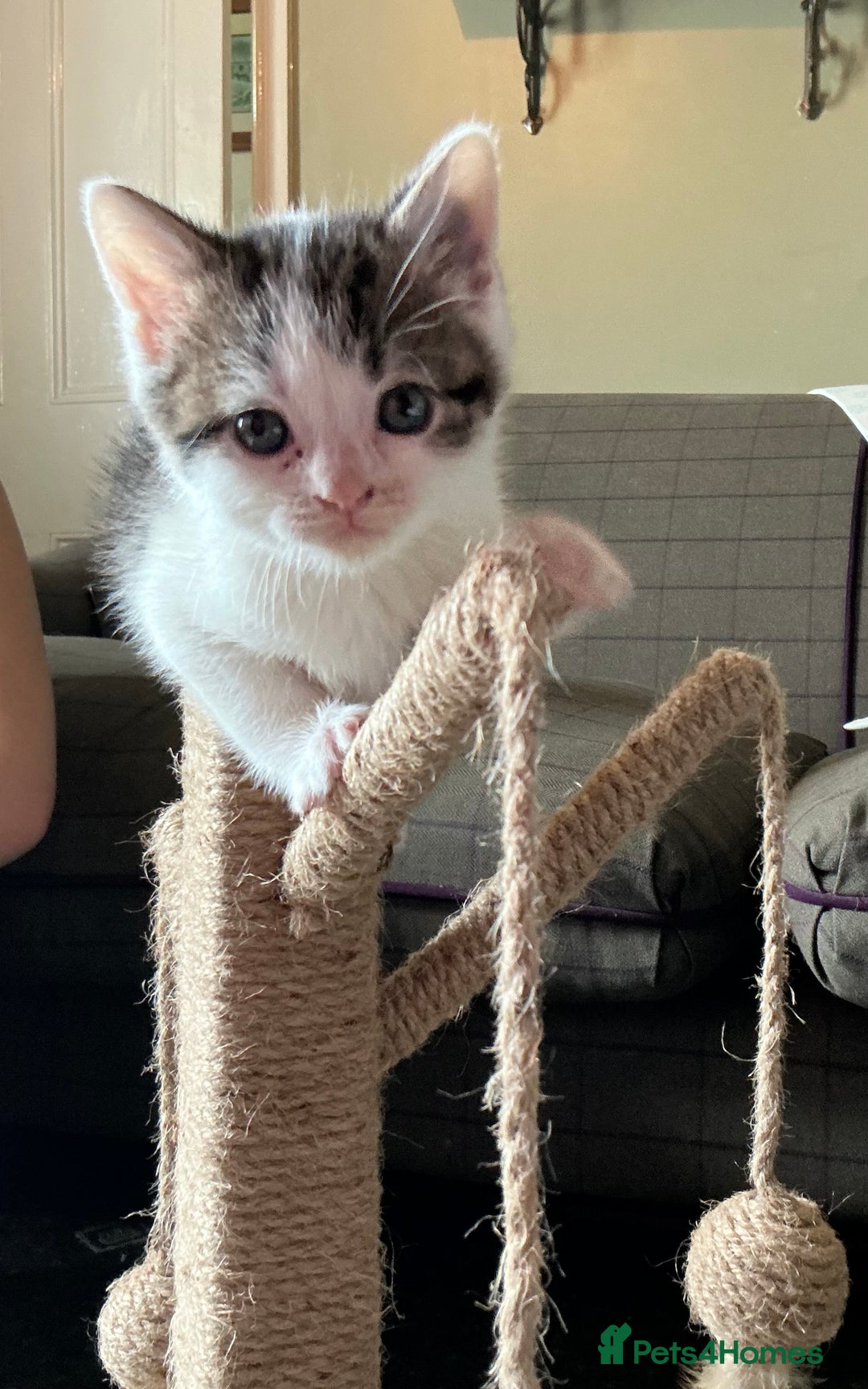 British Shorthair cats for sale: 4 male british short haired x kittens - Image 2