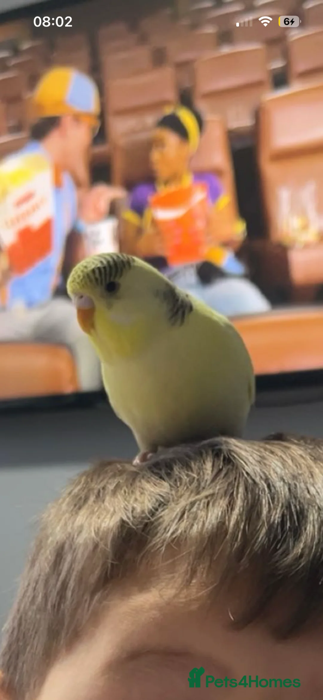 Budgerigars birds for sale: Budgie for sale  in Glasgow - Advert 1
