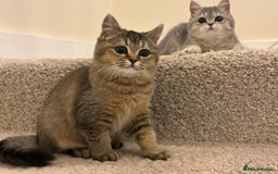 British Shorthair cats for sale: Stunning British short hair kittens ready to go - Image 1