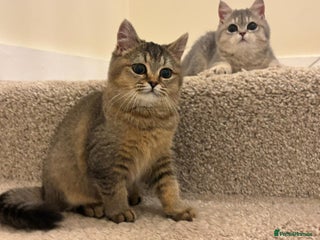 British Shorthair cats LAST one left Stunning British short hair kittens - Advert 2