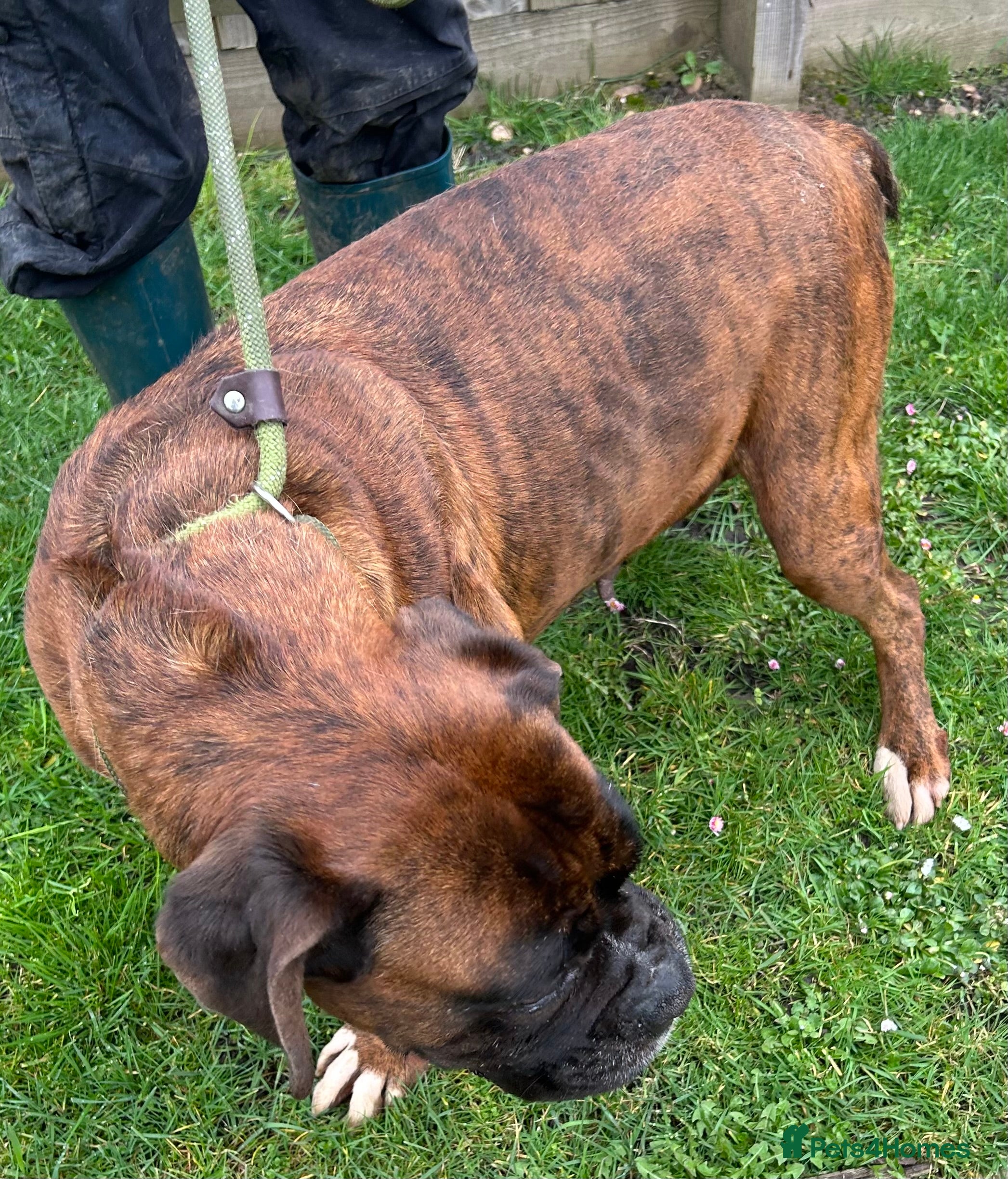 Boxer dogs 5 Star Licensed Breeder 23 years experience  - Advert 3