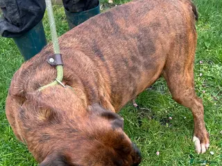 Boxer dogs 5 Star Licensed Breeder 23 years experience - Advert 3