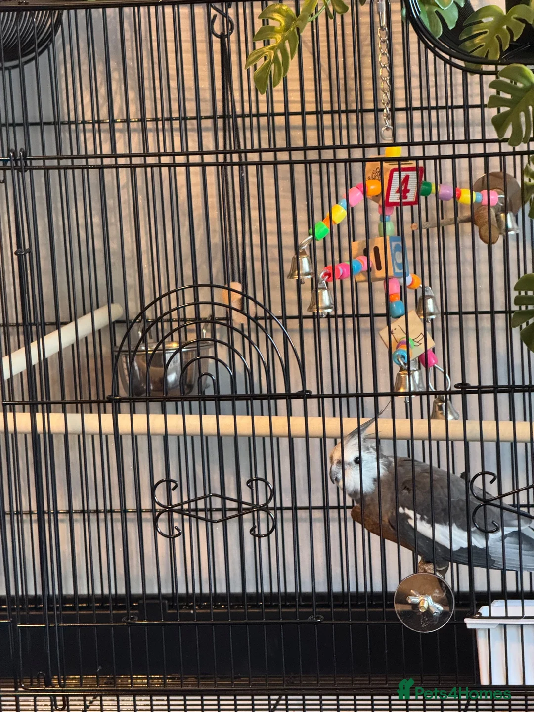 Cockatiels birds for sale: Stunning Whiteface Cockatiel with Cage & Setup⁠ in Birmingham - Advert 2