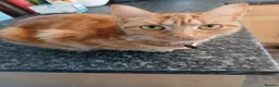 Mixed Breed cats for sale: Ginger male kitten - Advert 2