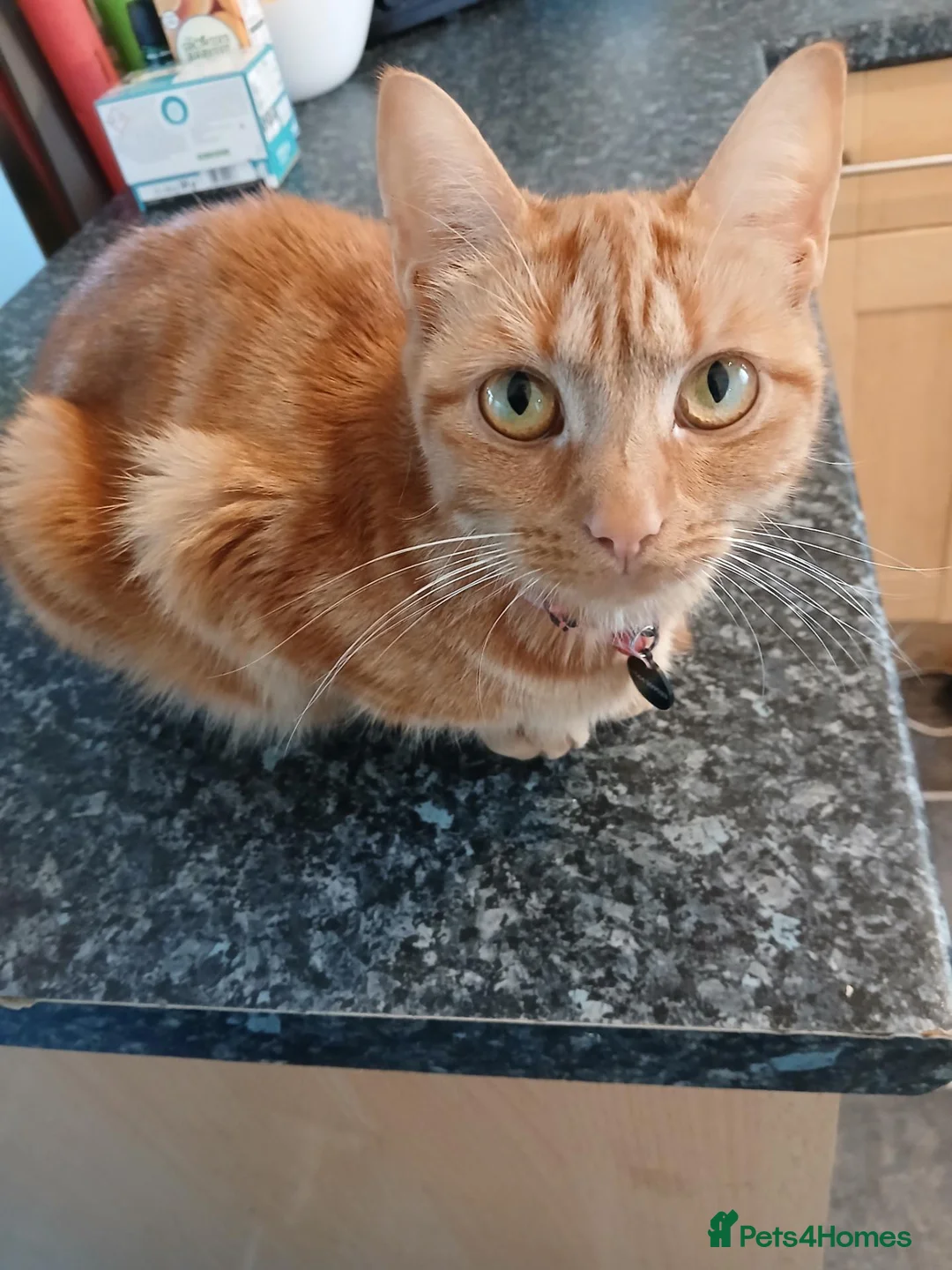 Mixed Breed cats for sale: Ginger male kitten - Advert 2