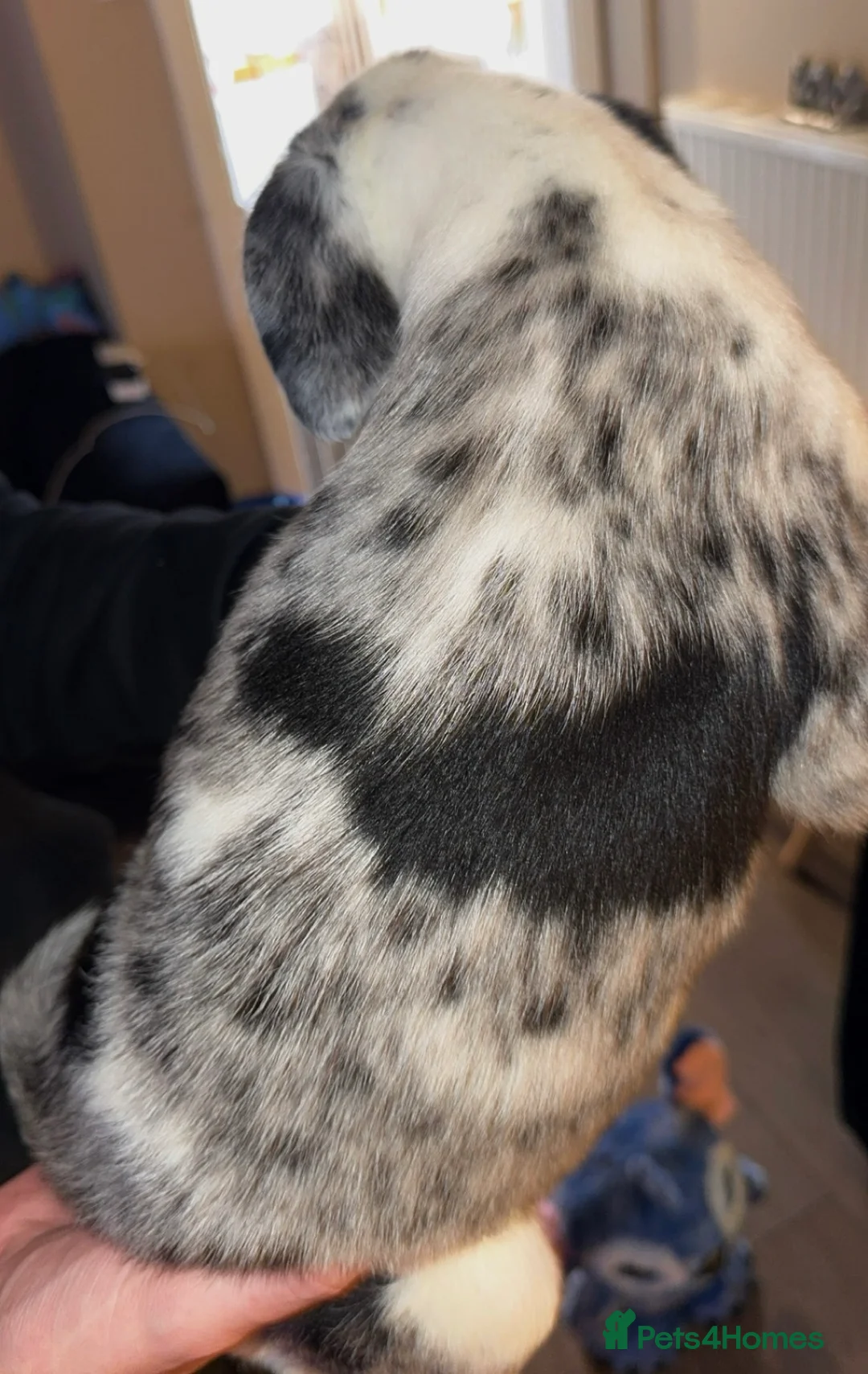 Mixed Breed dogs for sale: 4 Sprollies LEFT 🩶 - Advert 5