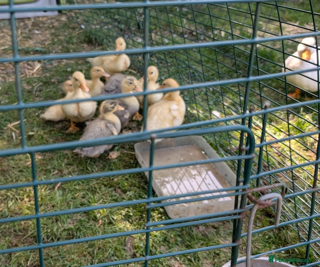 Ducks poultry for sale: Call ducklings  - Advert 1
