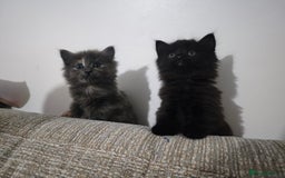 Nebelung cats for sale: Kittens  - Image 19