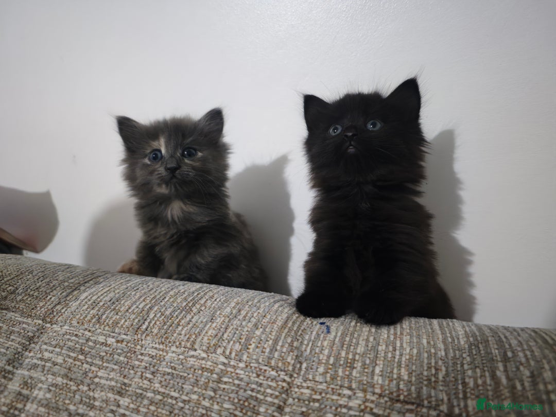 Nebelung cats for sale: Kittens  - Image 19