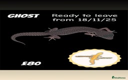 Leopard Gecko reptiles for sale: Multiple leopard gecko babies for quick sale!  - Image 1