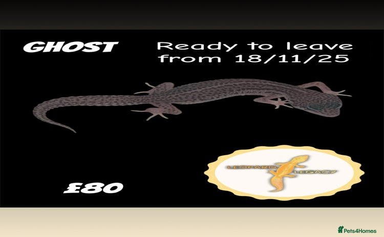 Leopard Gecko reptiles - Advert 1